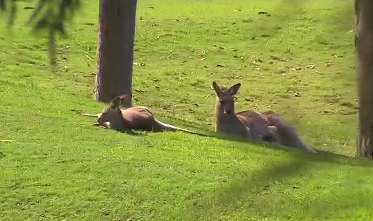 Kangaroo kicks female golfer to ground and stomps on her repeatedly in unprovoked attack on golf course