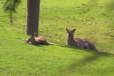 Kangaroo kicks female golfer to ground and stomps on her repeatedly in unprovoked attack on golf..
