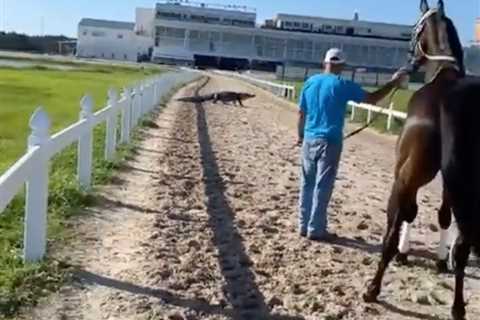 Watch shocking moment ALLIGATOR nicknamed ‘Marty’ walks out onto racetrack leaving horse petrified