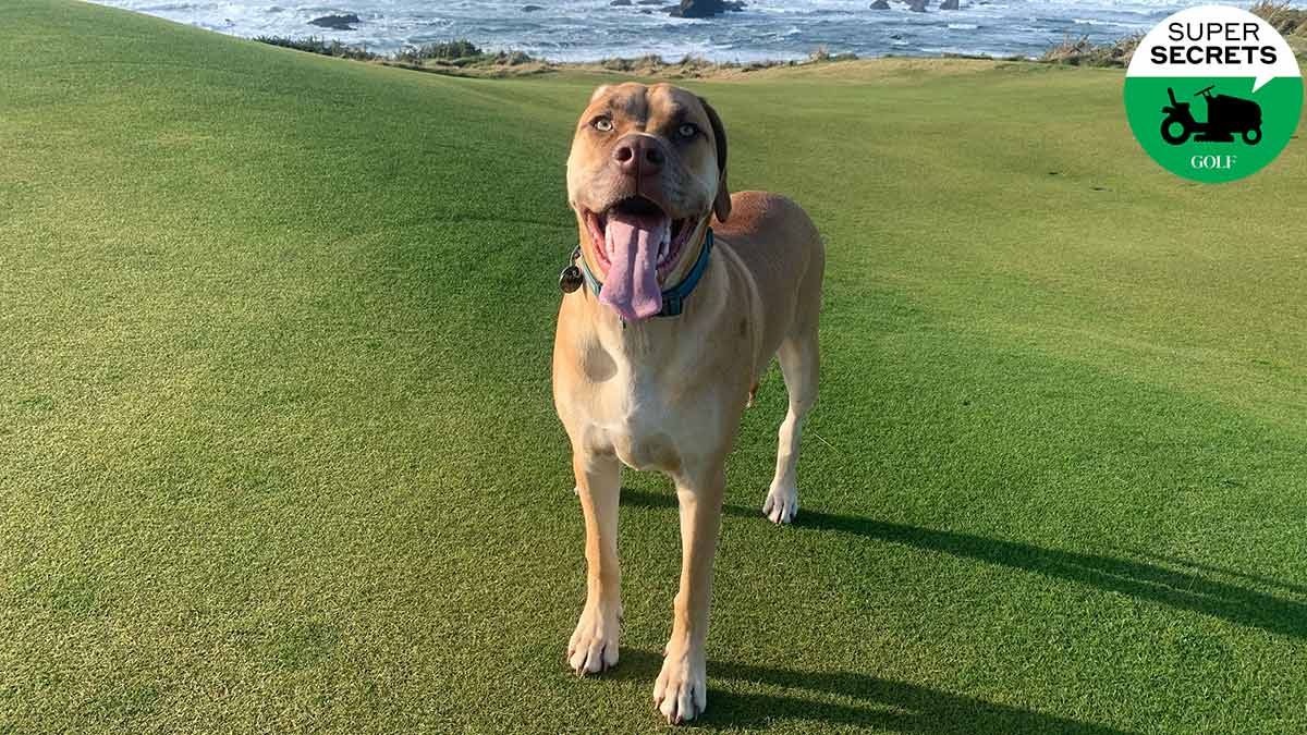 Super secrets: The unsung heroes at Bandon Dunes? The dogs