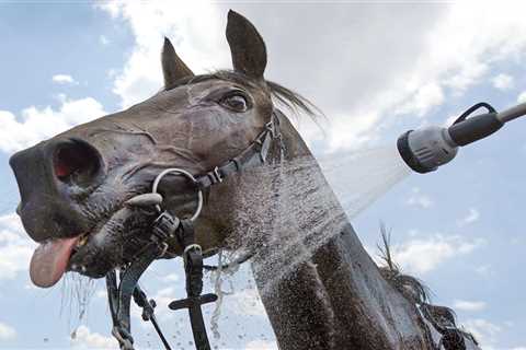 Horse racing decimated with meetings across Great Britain axed next week as record temperatures..