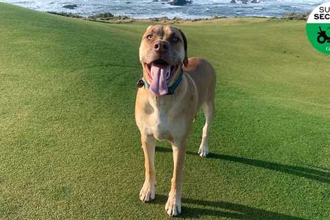 Super secrets: The unsung heroes at Bandon Dunes? The dogs