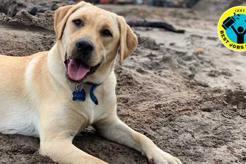 This lovable golf-course pup plays a priceless role at South Florida club