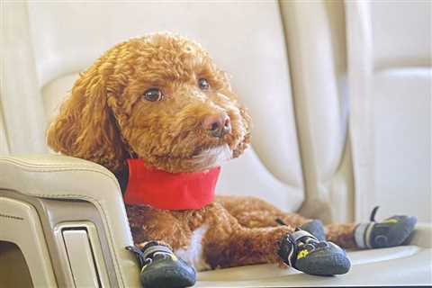 Inside glamorous life of Morikawa’s goldendoodle from flying on private jet to driving golf buggy..