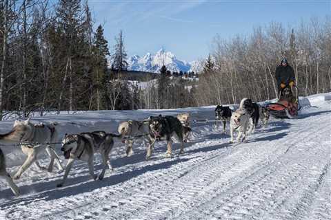 Winter Wonderlands With Dog-Sledding