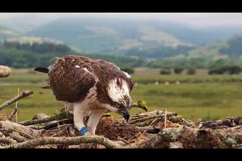 🦅 Dyfi Osprey Project (WALES): LIVE STREAMING 2023 in 4K 🦅