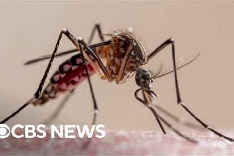 U.S. sees first local malaria spread since 2003