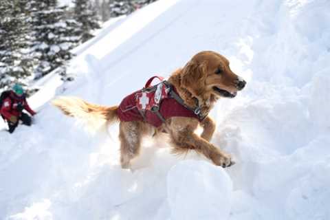 Skiing With Dogs - Make Sure Your Dog is Safe and Comfortable