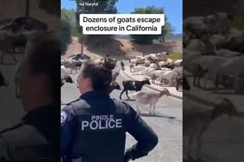 Dozens of goats go on the loose in California #shorts
