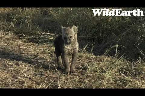 WildEarth - Sunset Safari - 31 July 2023