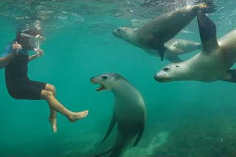 SMALL BITE! 5 YR OLD Free Dives with WILD SEA LIONS in AUSTRALIA!