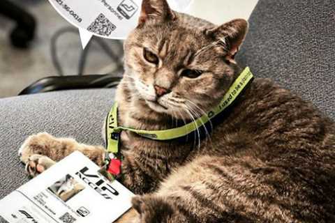 F1 Cat with VIP Pass to Grand Prix Races Sadly Passes Away, Fans Mourn Beloved Imola Kitty