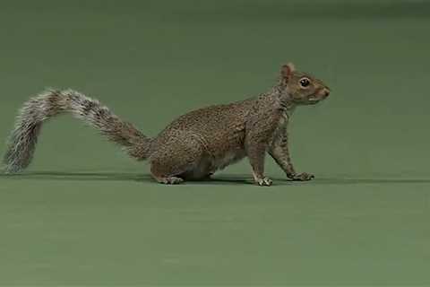 US Open Match Interrupted by Squirrel's On-Court Dash