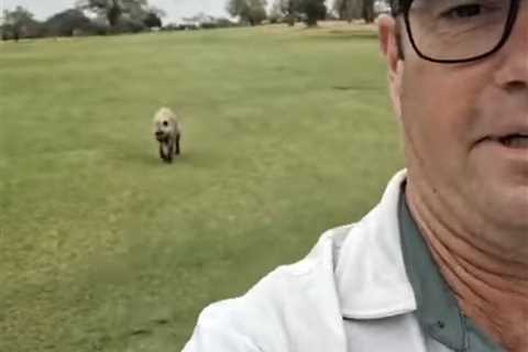 Terrifying Moment Golfer Stalked by Hyena on Golf Course in South Africa