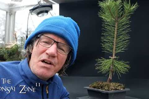 Pruning My Japanese Black Pine Seedling and it''s History, The Bonsai Zone, Jan 2024