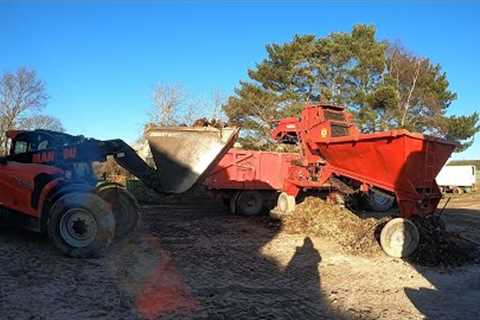 Cleaning Beet , Chopping Logs , Hereford Cow Calved