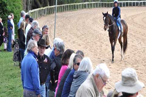 The Ultimate Guide to VIP Packages for Polo Sporting Events in Aiken, South Carolina