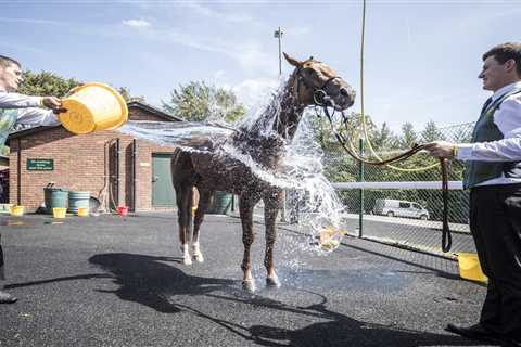 Why Do They Pour Water on Horses After the Race?