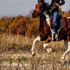 The Ultimate Guide to Volunteering at Equine Events in Southwest Washington