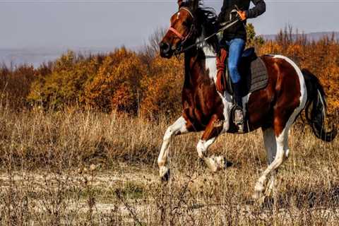 The Ultimate Guide to Volunteering at Equine Events in Southwest Washington