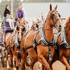 The Best Horse Shows in Northeast Ohio