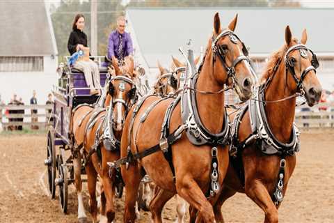 The Best Horse Shows in Northeast Ohio